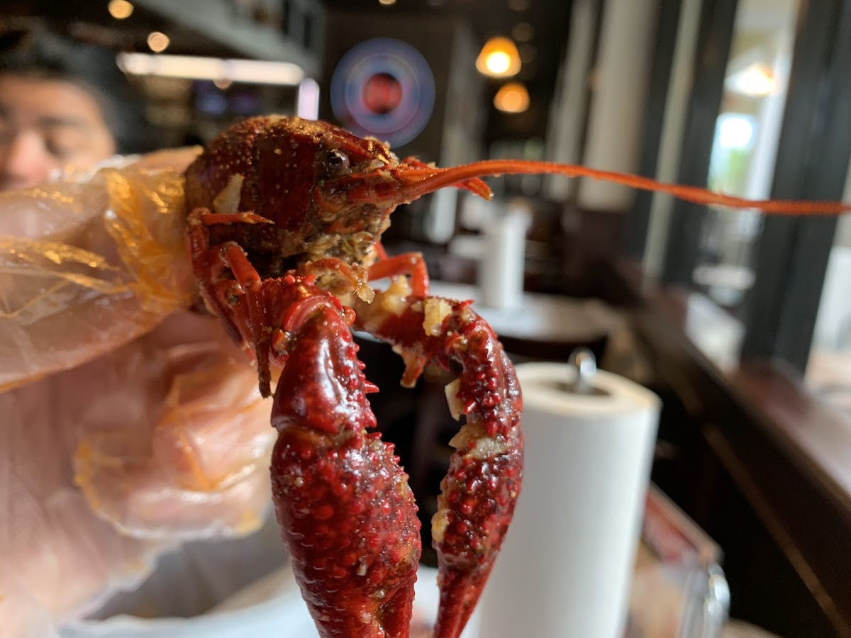 Hot n Juicy Crawfish - Orlando - Photo 6