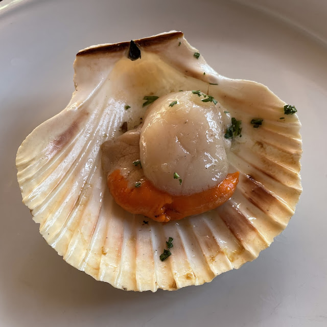 Sea Shell