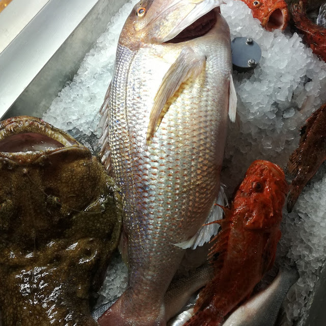 Dentex Fish