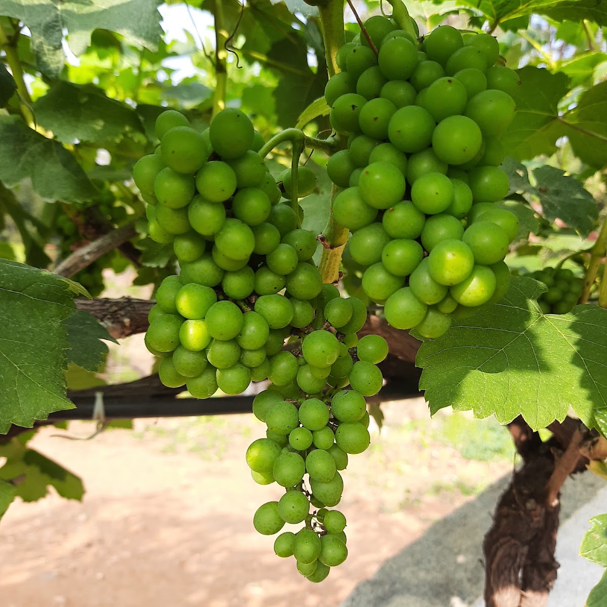 Ranch at Big Banyan Vineyard & Resort - Photo 4