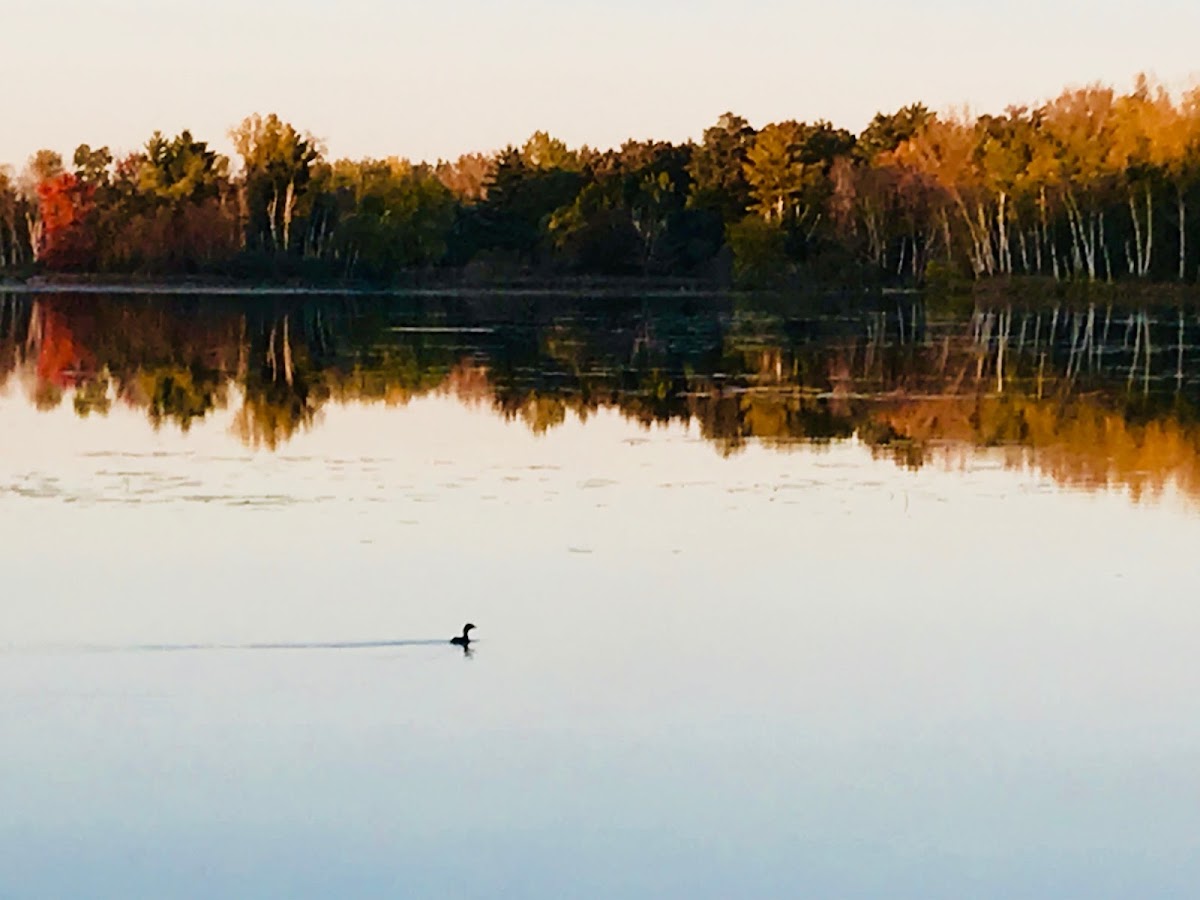 Thirsty Perch - Photo 7