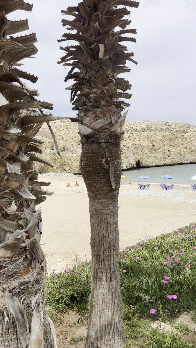 The Palms - Photo 1