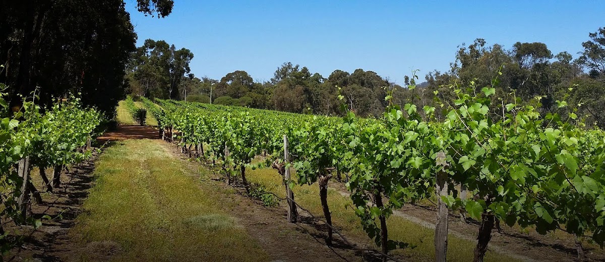 Stringybark Cottage Winery & Restaurant - Photo 3