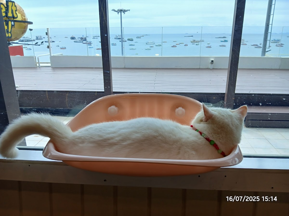 Cat Sky Bar Cafe