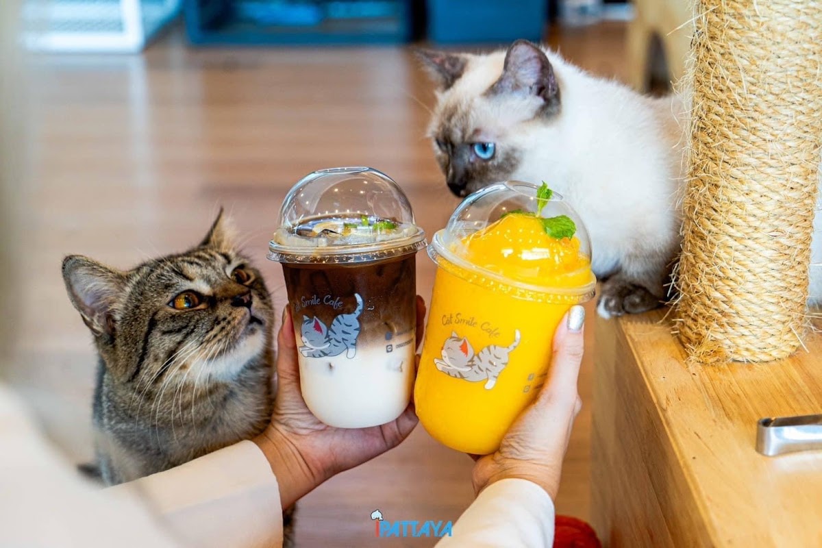 Cat Sky Bar Cafe - Photo 2