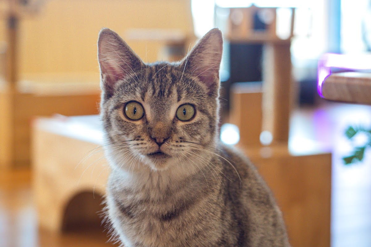 Cat Sky Bar Cafe - Photo 3