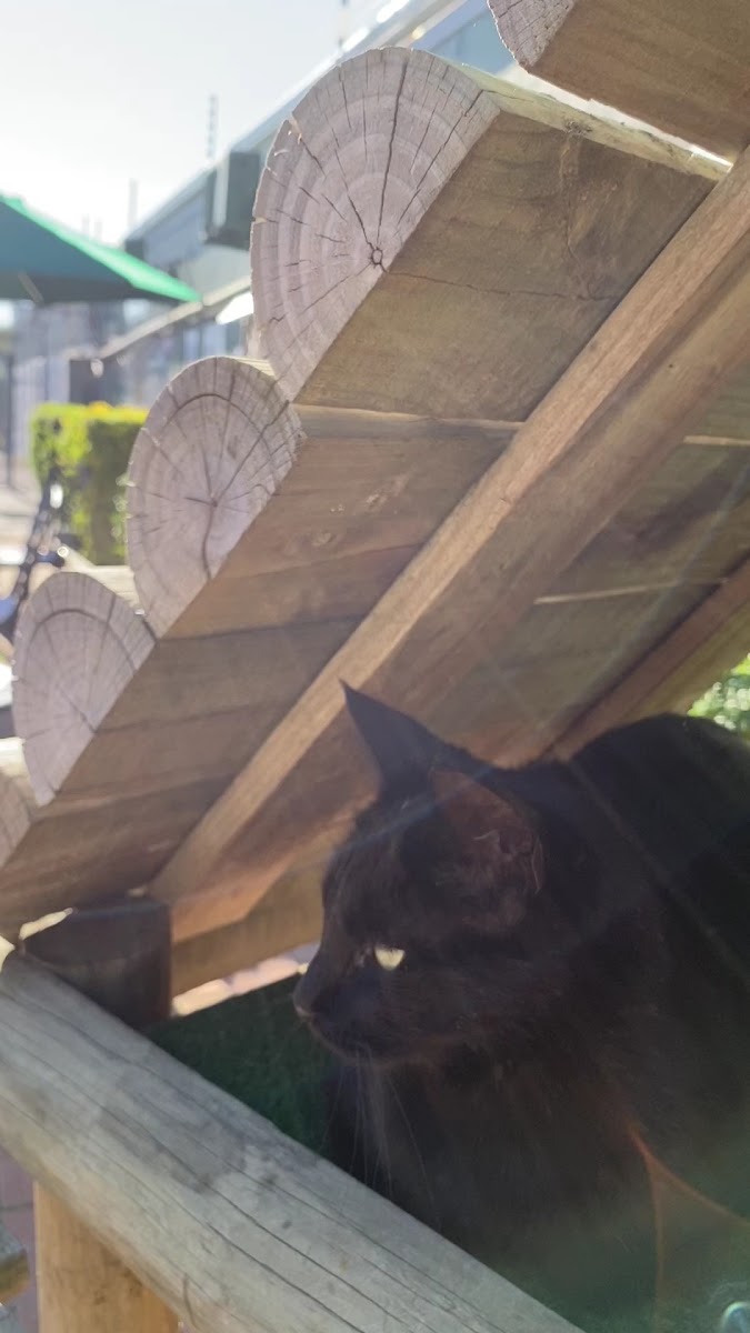 Cat Cafe South Africa - Photo 1