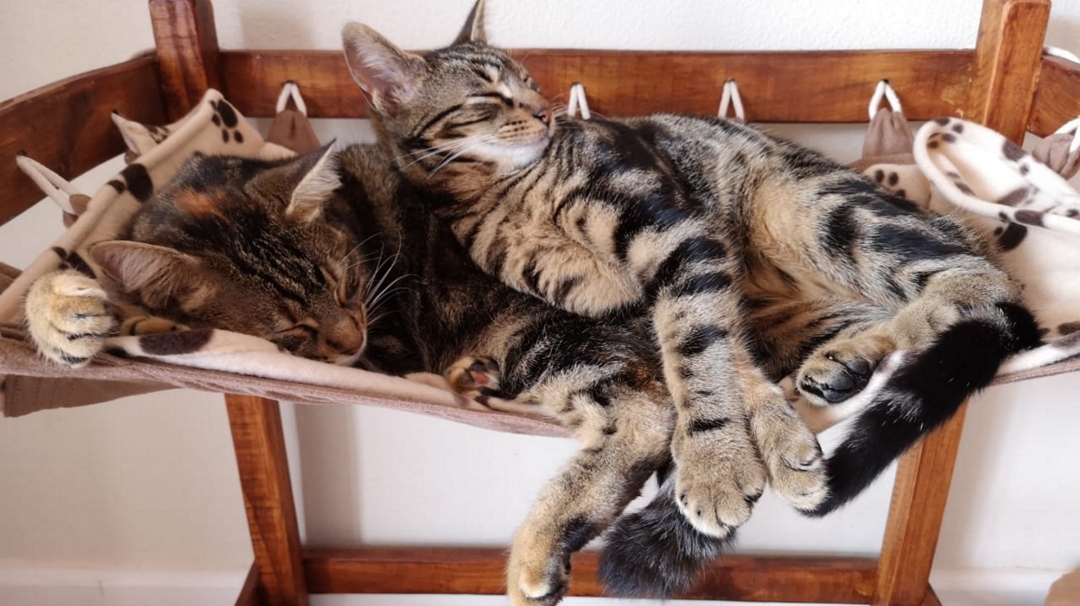 Cat Cafe South Africa - Photo 3