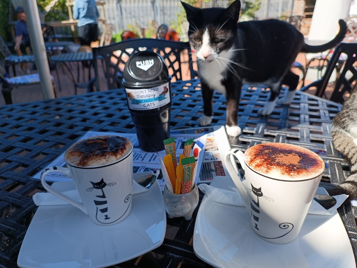 Cat Cafe South Africa - Photo 7