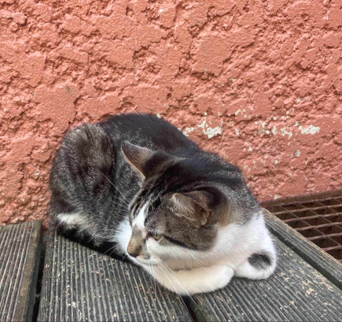 O Porto dos gatos - Photo 4