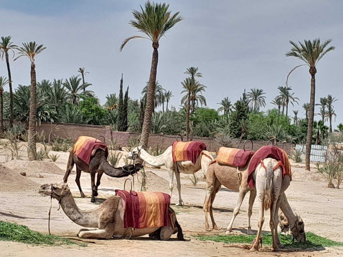 sahara marocain - Photo 8