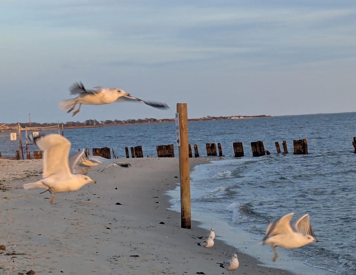 Key West Islip Beach - Photo 8