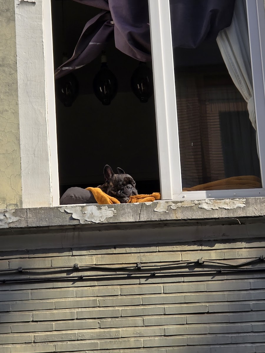 La Romanesc - Photo 9