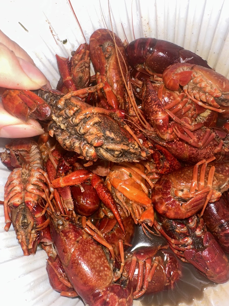 Mama's Crawfish N Wings - Photo 2