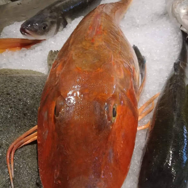 Fresh Fish