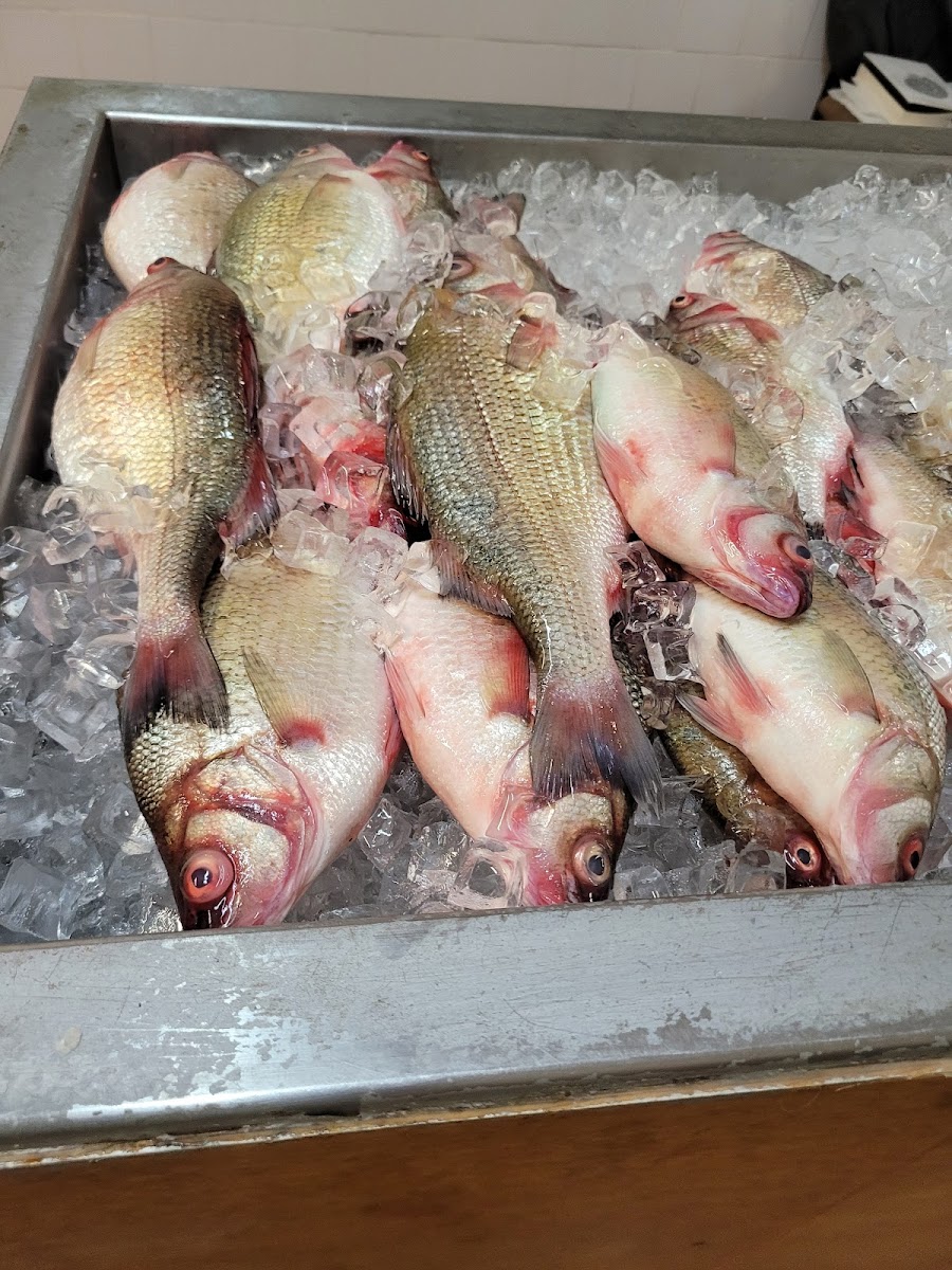 Fish House II - Photo 6