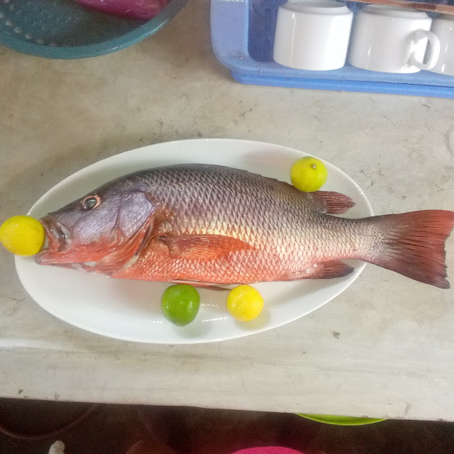 Fish