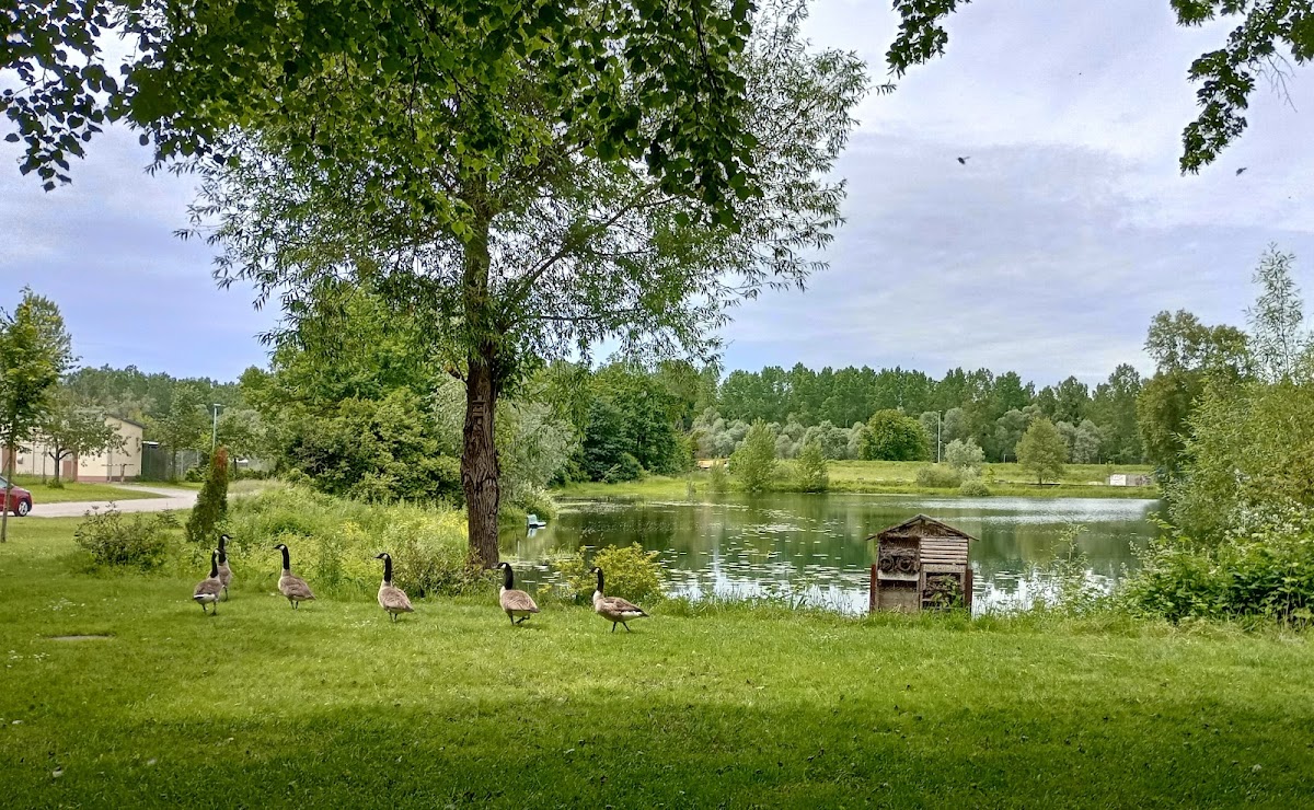 Seestüble Au - Photo 3