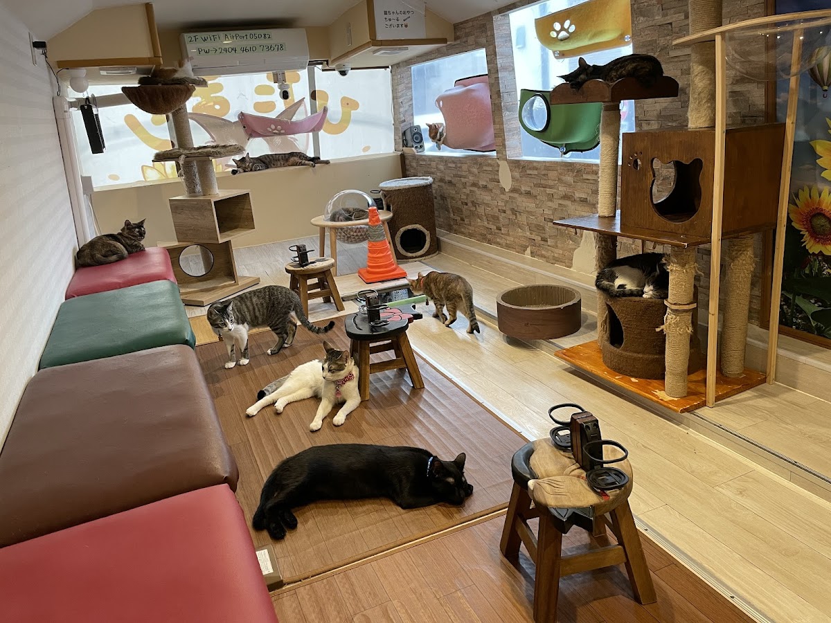 Hidamari Cat Rescue Cafe