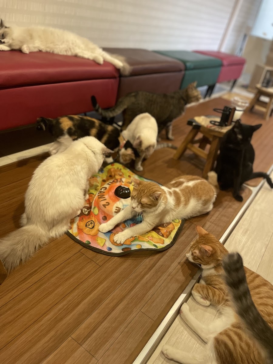 Hidamari Cat Rescue Cafe - Photo 9