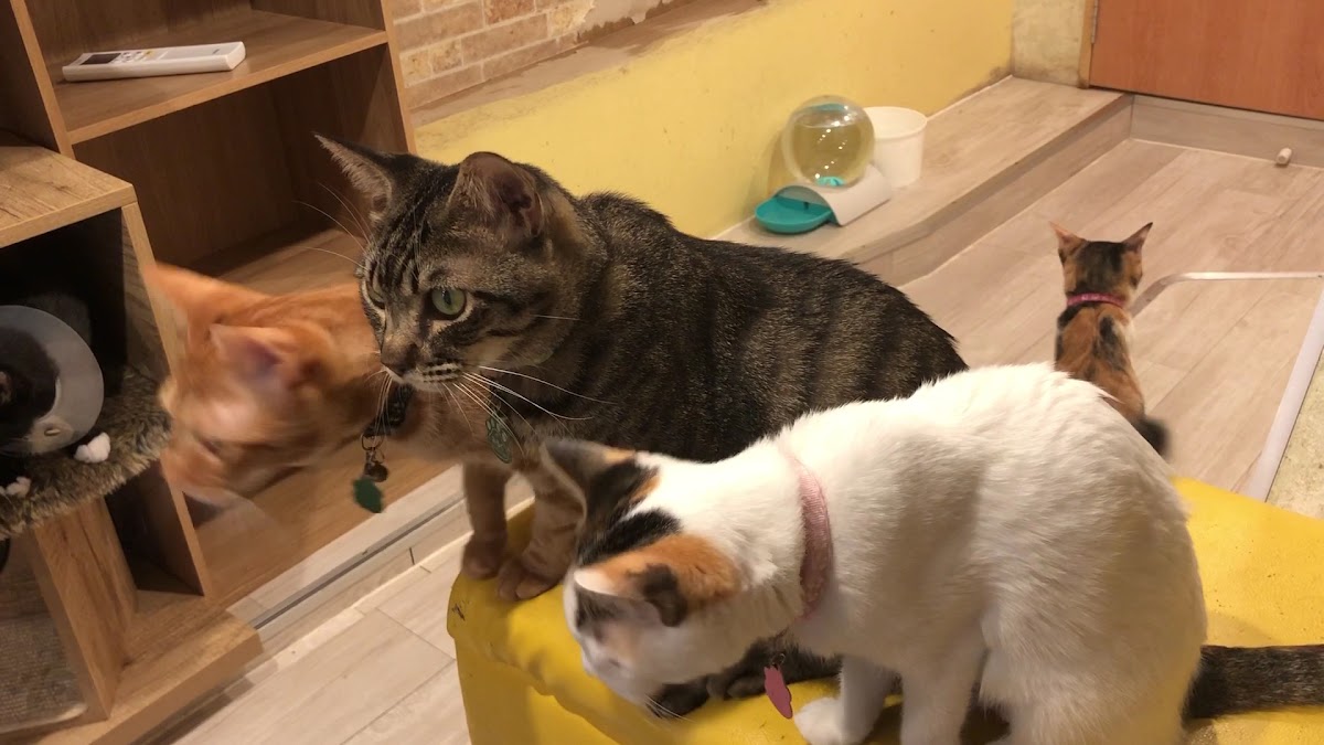 Hidamari Cat Rescue Cafe - Photo 1