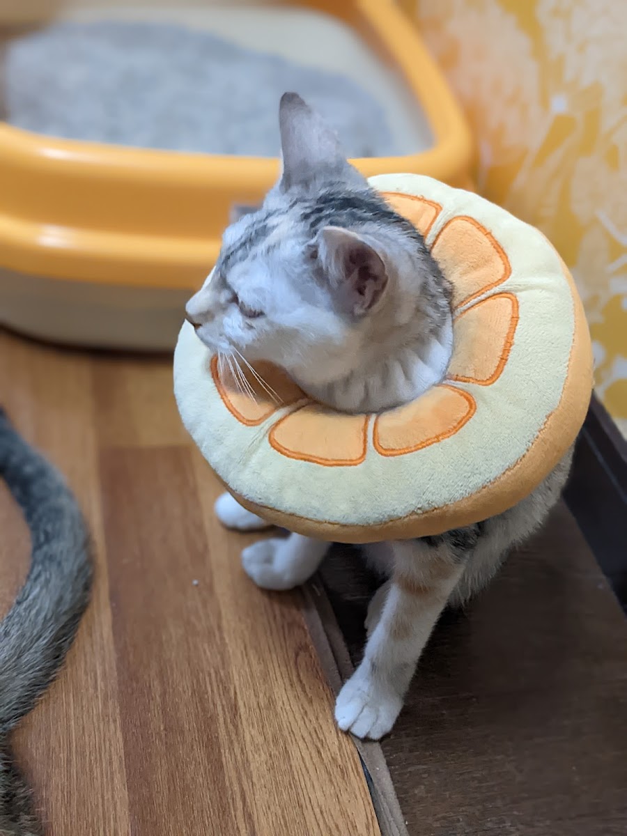 Hidamari Cat Rescue Cafe - Photo 2