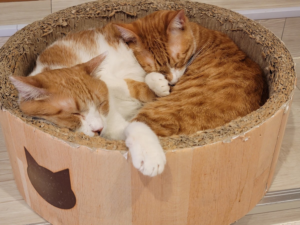 Hidamari Cat Rescue Cafe - Photo 4
