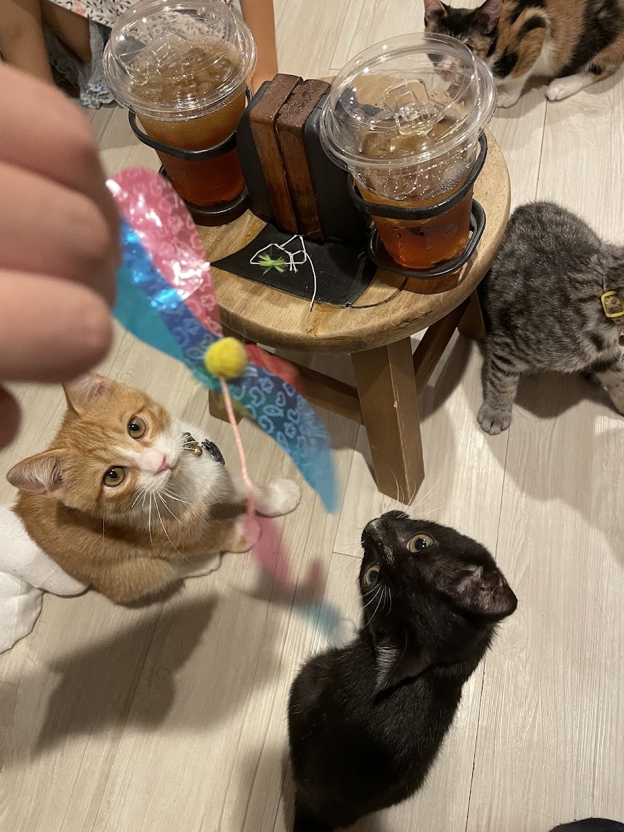 Hidamari Cat Rescue Cafe - Photo 6