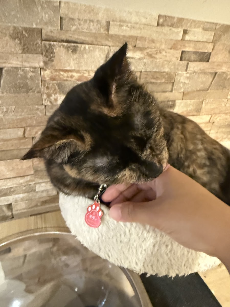 Hidamari Cat Rescue Cafe - Photo 8
