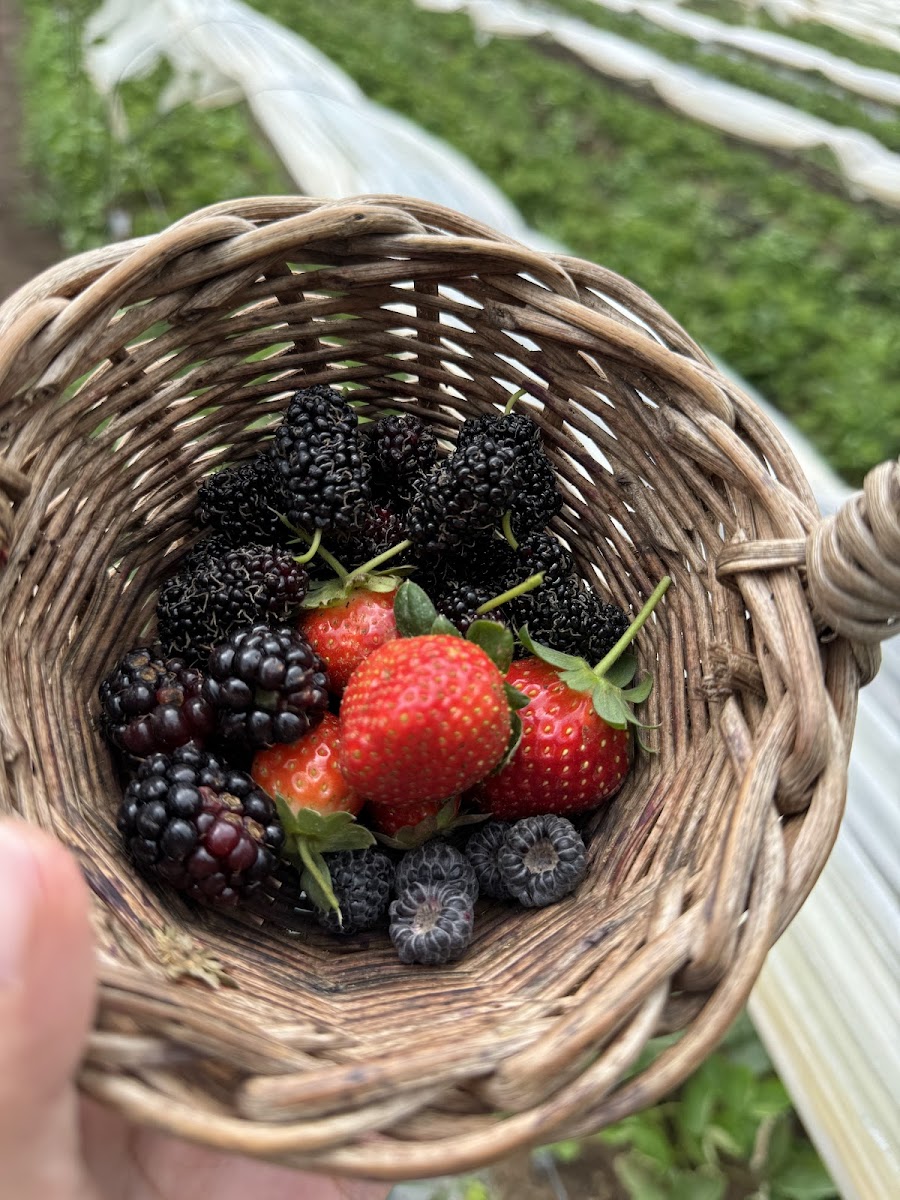 The Berries Farm Cabin & Restaurant - Photo 4