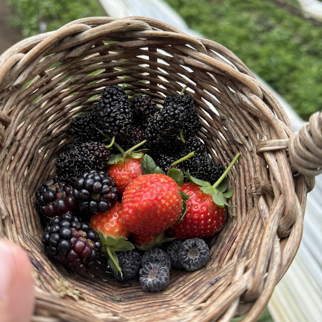 Berries
