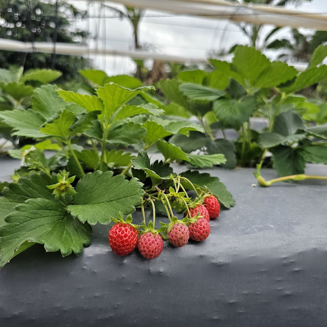 Strawberry