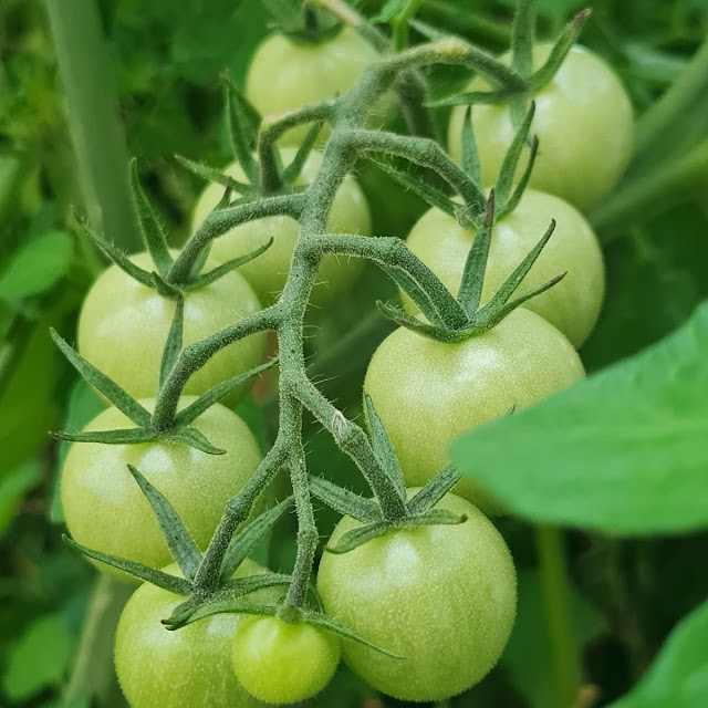 Tomato