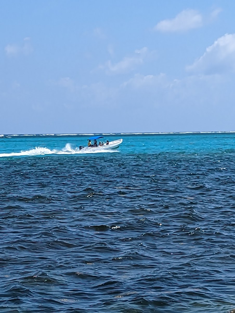Rum Dog Bar and Grill - Photo 6