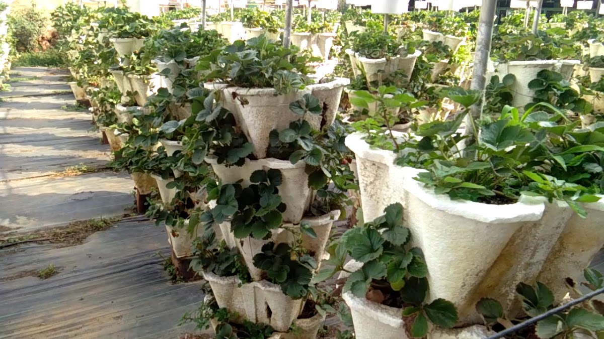 SABA STRAWBERRY GARDEN - Photo 1