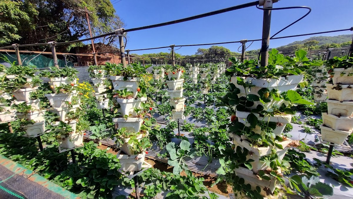 SABA STRAWBERRY GARDEN - Photo 3