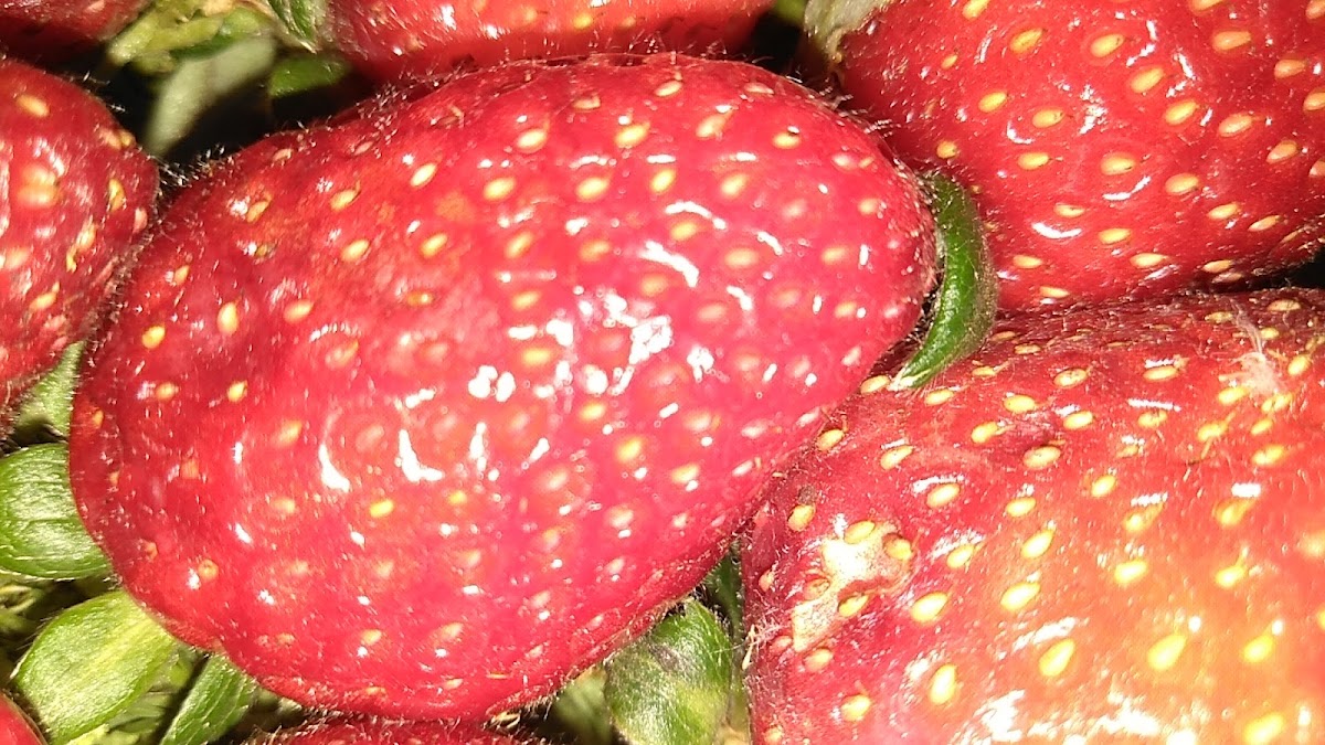 SABA STRAWBERRY GARDEN - Photo 5