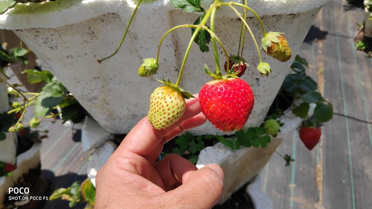 SABA STRAWBERRY GARDEN - Photo 7