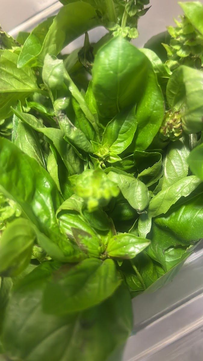 FORAGING Lucio Pompili - Photo 7