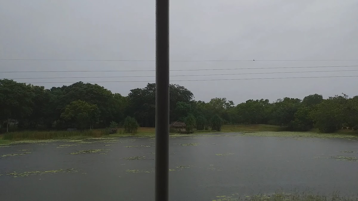 Hela Bojun Hala - Bataatha - Photo 1