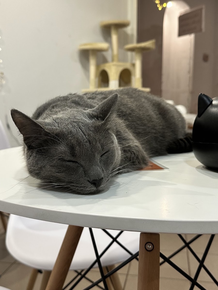 Cats & Coffee - Photo 3