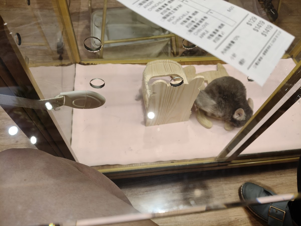 悠悠龍貓咖啡 UU Chinchilla Cafe - Photo 4