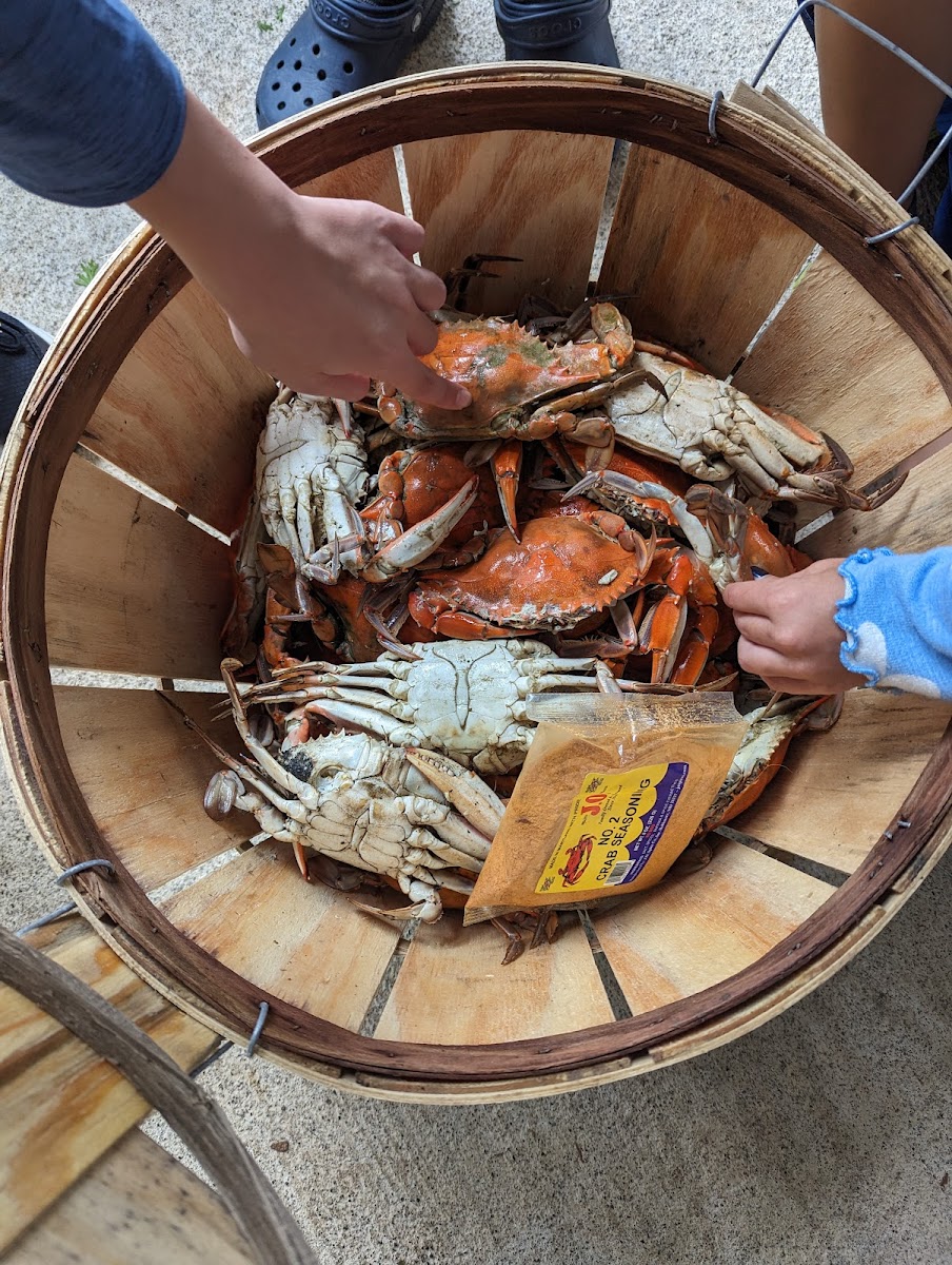 Shady Lady Seafood - Photo 9