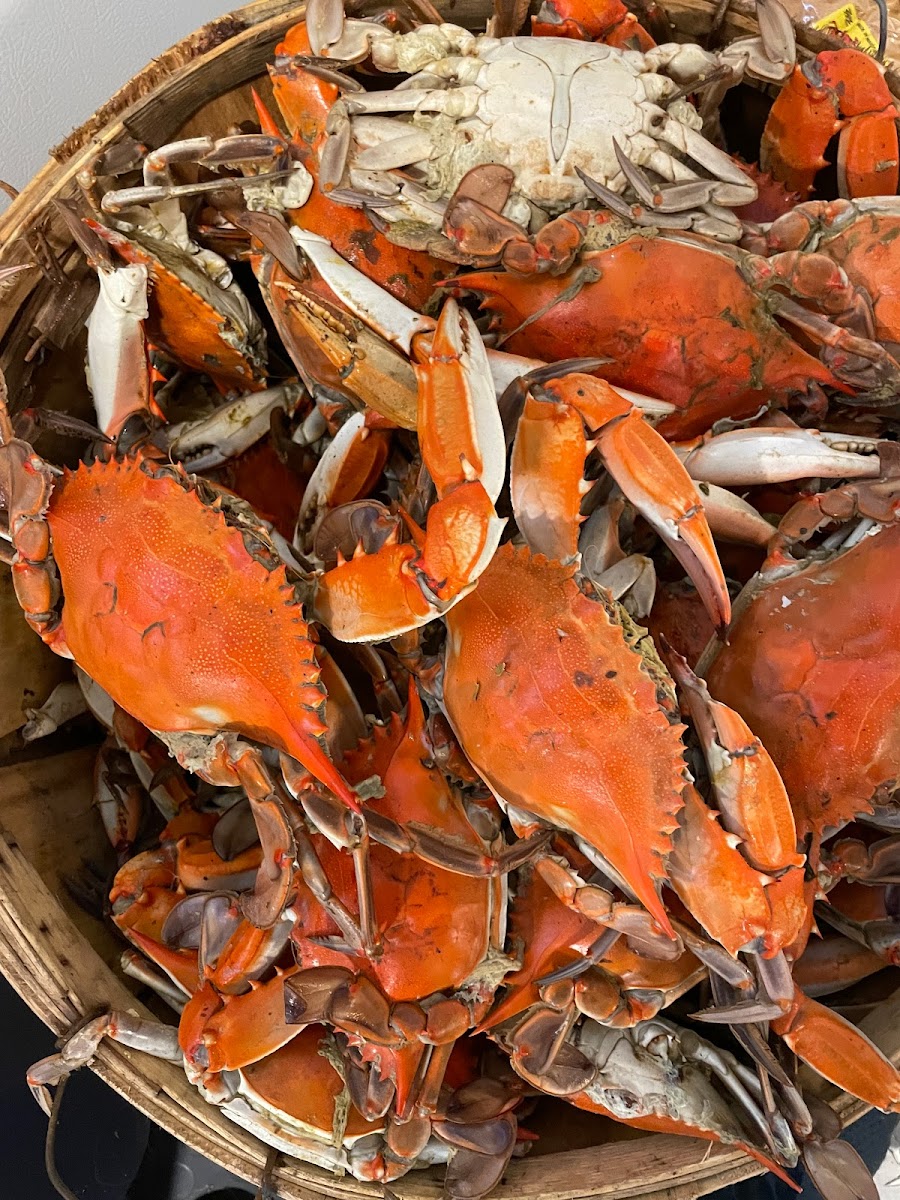 Shady Lady Seafood - Photo 4