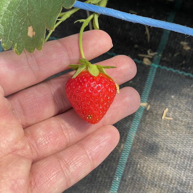 Strawberry