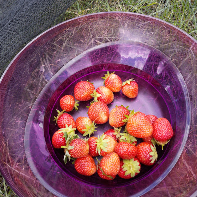 Erdbeeren