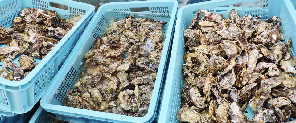 Oyster House Maruhachi - Photo 2