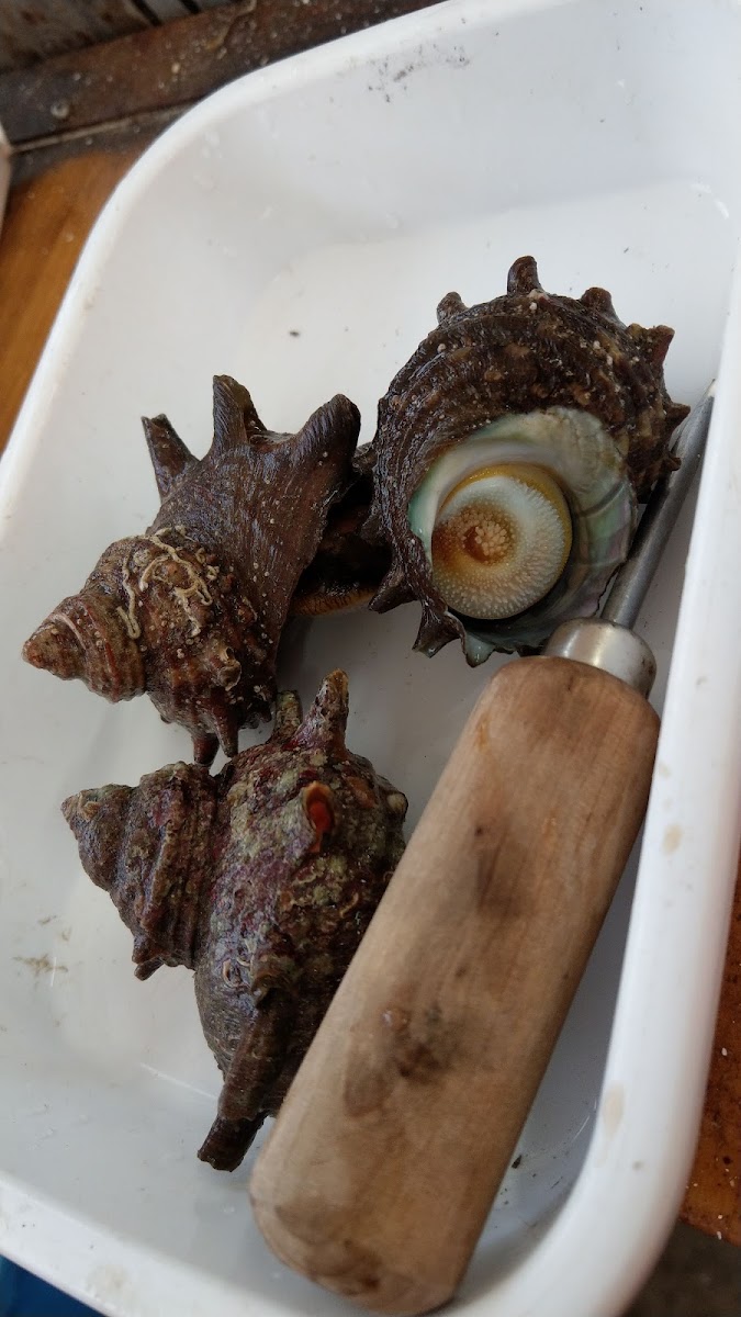 Oyster House Maruhachi - Photo 5