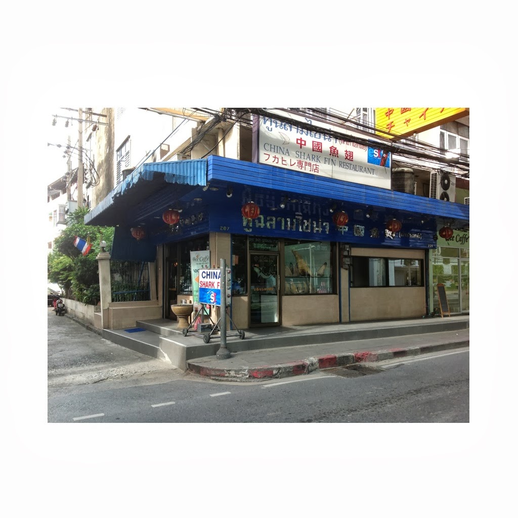 China Shark Fin