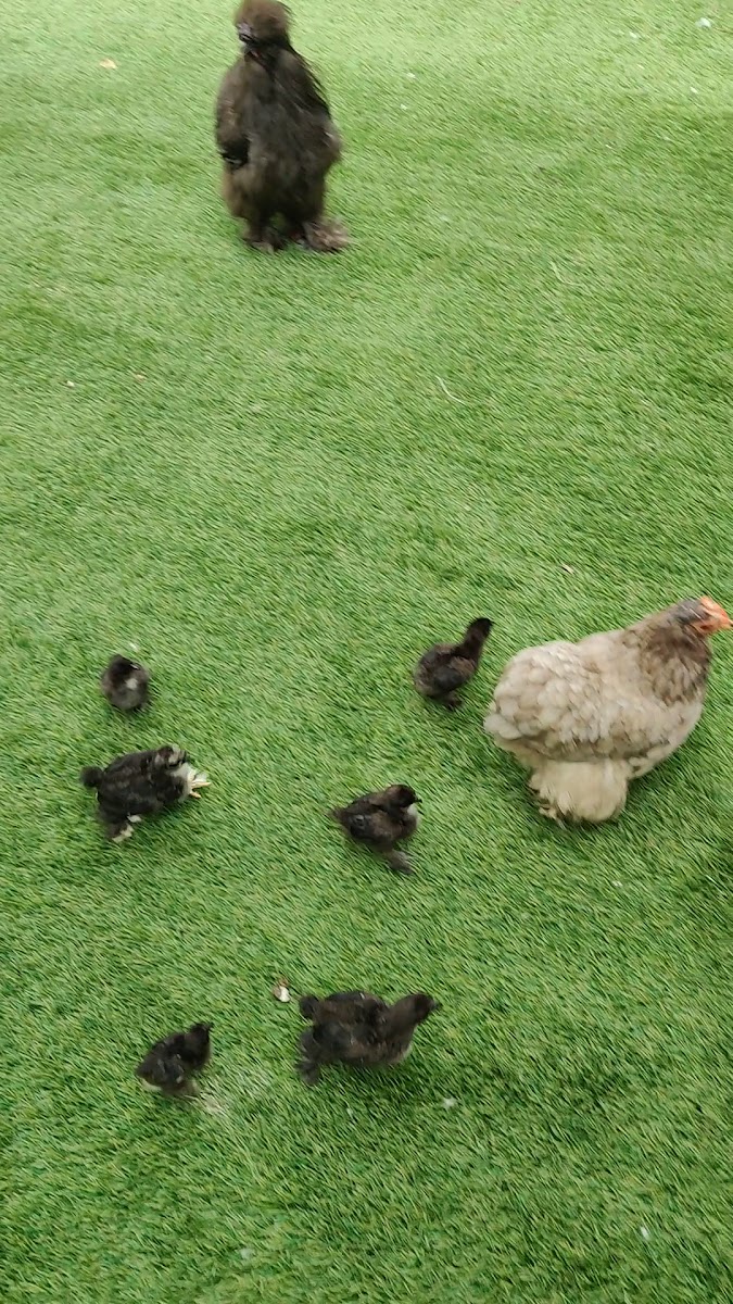 Happy Bird's Day - Photo 1